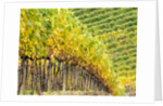 Autumn Vineyards Rows with Bright Color by Anonymous