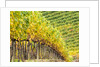 Autumn Vineyards Rows with Bright Color by Anonymous