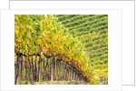 Autumn Vineyards Rows with Bright Color by Anonymous