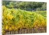 Autumn Vineyards Rows with Bright Color by Anonymous