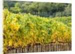 Autumn Vineyards Rows with Bright Color by Anonymous
