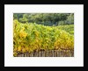 Autumn Vineyards Rows with Bright Color by Anonymous