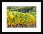 Autumn Vineyards Rows with Bright Color by Anonymous