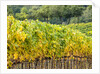 Autumn Vineyards Rows with Bright Color by Anonymous