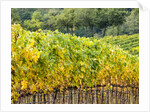 Autumn Vineyards Rows with Bright Color by Anonymous