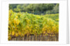 Autumn Vineyards Rows with Bright Color by Anonymous