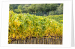 Autumn Vineyards Rows with Bright Color by Anonymous
