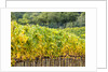 Autumn Vineyards Rows with Bright Color by Anonymous