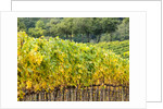 Autumn Vineyards Rows with Bright Color by Anonymous