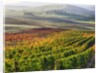 Autumn Vineyards in full color nea San Quirico by Anonymous