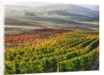 Autumn Vineyards in full color nea San Quirico by Anonymous