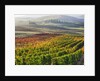 Autumn Vineyards in full color nea San Quirico by Anonymous