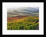 Autumn Vineyards in full color nea San Quirico by Anonymous
