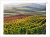 Autumn Vineyards in full color nea San Quirico by Anonymous