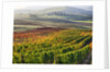 Autumn Vineyards in full color nea San Quirico by Anonymous