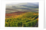 Autumn Vineyards in full color nea San Quirico by Anonymous