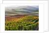 Autumn Vineyards in full color nea San Quirico by Anonymous