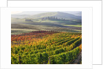 Autumn Vineyards in full color nea San Quirico by Anonymous
