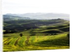 Morning light over the fields of Winter Wheat above the Tuscan Landscape by Anonymous