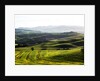 Morning light over the fields of Winter Wheat above the Tuscan Landscape by Anonymous