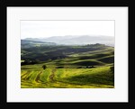Morning light over the fields of Winter Wheat above the Tuscan Landscape by Anonymous