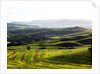 Morning light over the fields of Winter Wheat above the Tuscan Landscape by Anonymous