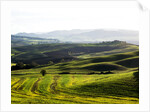 Morning light over the fields of Winter Wheat above the Tuscan Landscape by Anonymous