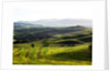 Morning light over the fields of Winter Wheat above the Tuscan Landscape by Anonymous