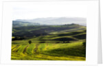 Morning light over the fields of Winter Wheat above the Tuscan Landscape by Anonymous