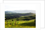 Morning light over the fields of Winter Wheat above the Tuscan Landscape by Anonymous