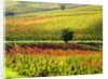 Autumn Vineyards in full color near Montepulciano by Anonymous