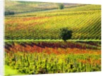 Autumn Vineyards in full color near Montepulciano by Anonymous