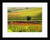Autumn Vineyards in full color near Montepulciano by Anonymous