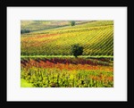 Autumn Vineyards in full color near Montepulciano by Anonymous