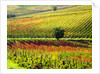 Autumn Vineyards in full color near Montepulciano by Anonymous