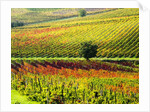 Autumn Vineyards in full color near Montepulciano by Anonymous