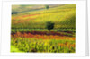 Autumn Vineyards in full color near Montepulciano by Anonymous