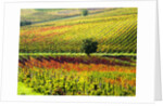 Autumn Vineyards in full color near Montepulciano by Anonymous