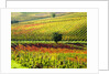 Autumn Vineyards in full color near Montepulciano by Anonymous