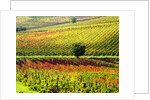 Autumn Vineyards in full color near Montepulciano by Anonymous