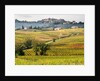 Autumn Vineyards in full color near Montepulciano by Anonymous