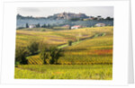 Autumn Vineyards in full color near Montepulciano by Anonymous