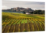 Autumn Vineyards in full color near Montepulciano by Corbis