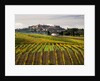 Autumn Vineyards in full color near Montepulciano by Corbis