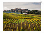 Autumn Vineyards in full color near Montepulciano by Corbis