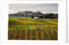 Autumn Vineyards in full color near Montepulciano by Corbis