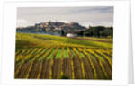 Autumn Vineyards in full color near Montepulciano by Corbis