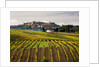 Autumn Vineyards in full color near Montepulciano by Corbis