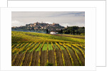 Autumn Vineyards in full color near Montepulciano by Corbis