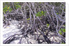 Tangle of mangrove root by Corbis